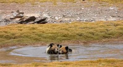 黄河源头棕熊妈妈带着“小熊孩”戏水